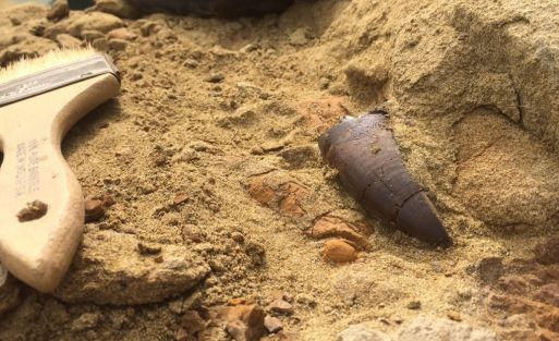 paleoadventures-and-the-never-ending-dinosaur-devotion